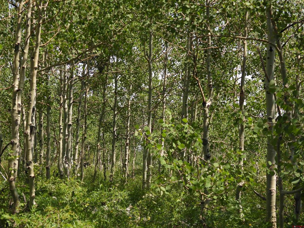 Tbd Transfer Road Montrose CO 81403