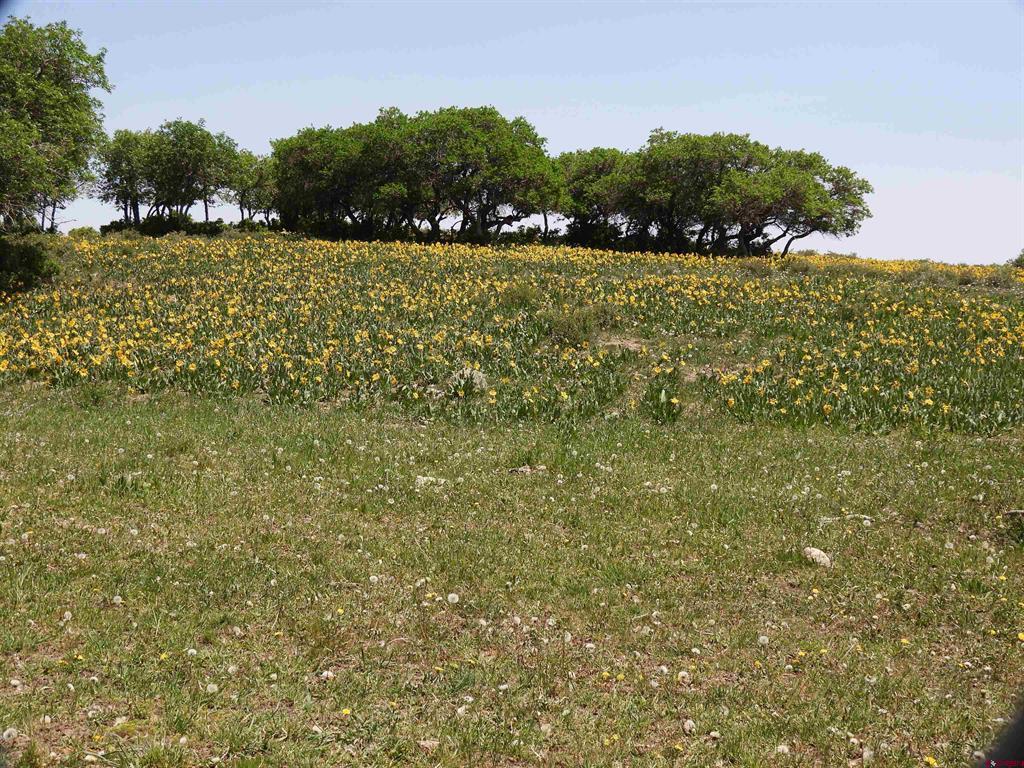 Tbd Transfer Road Montrose CO 81403
