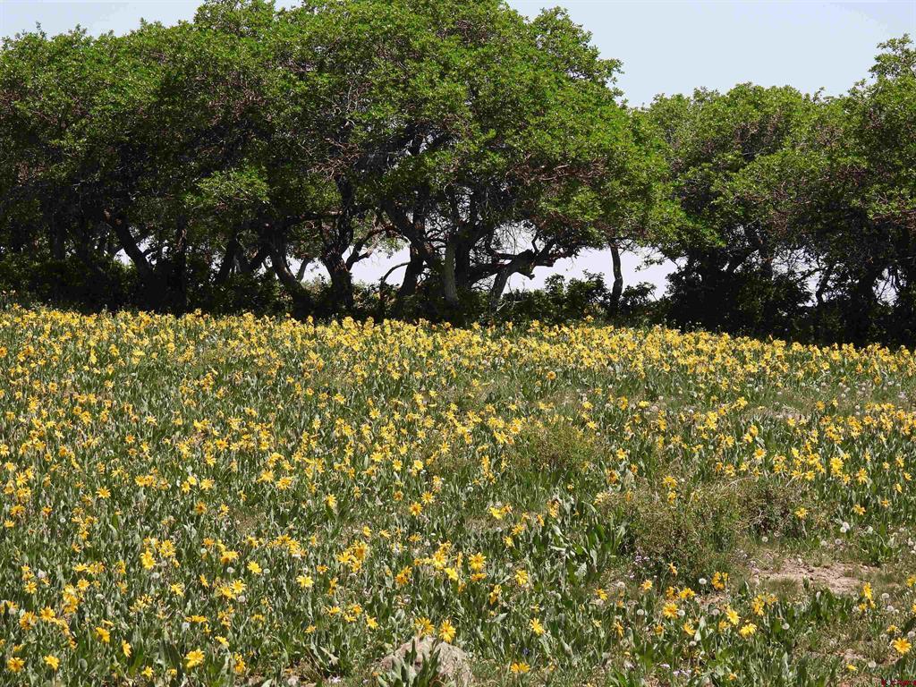 Tbd Transfer Road Montrose CO 81403