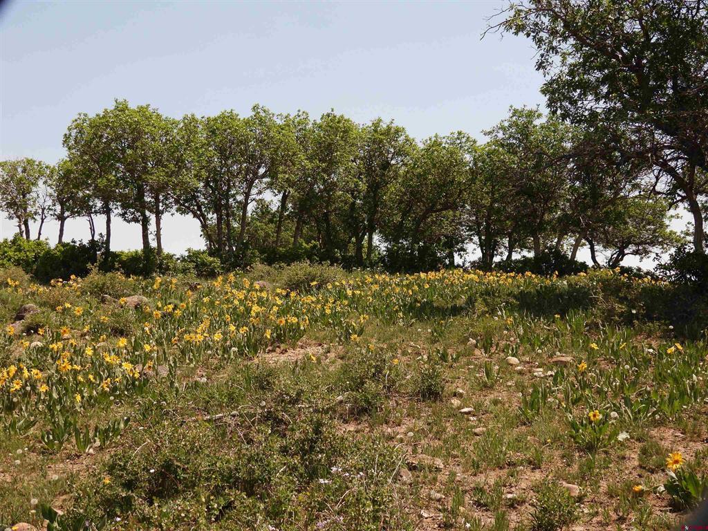 Tbd Transfer Road Montrose CO 81403