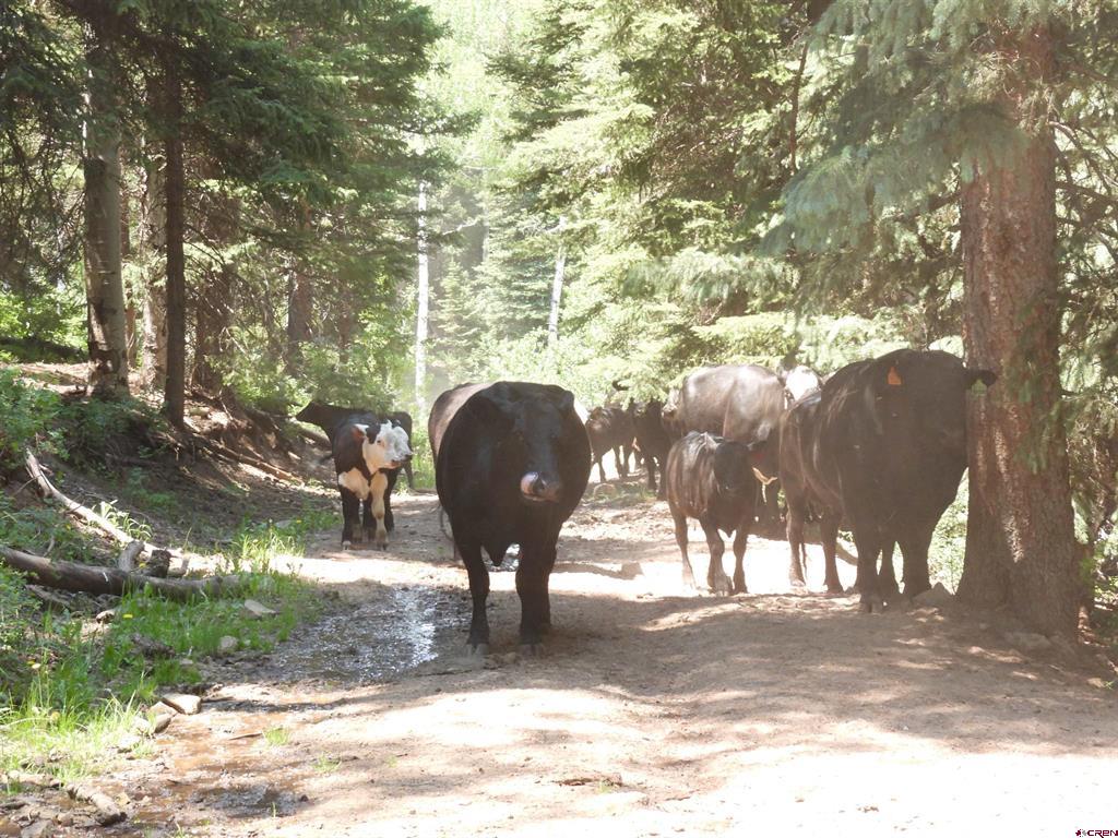 Tbd Transfer Road Montrose CO 81403