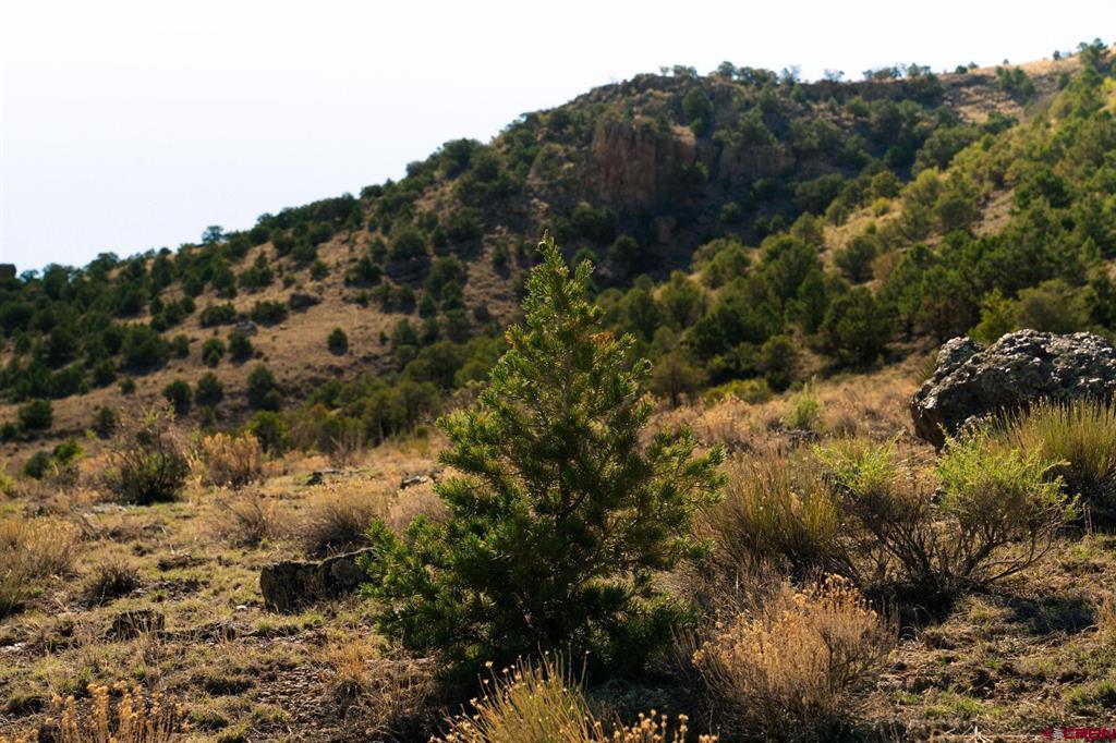Tract 42 Wapiti Ridge Road Del Norte CO 81132